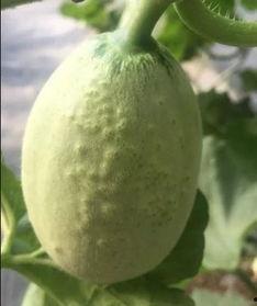 丘北纹瓜怎么吃,解锁美味新体验