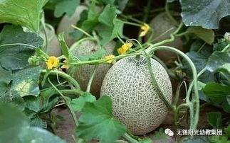 苹果和哈密瓜能混吃么,探索混食的饮食搭配奥秘