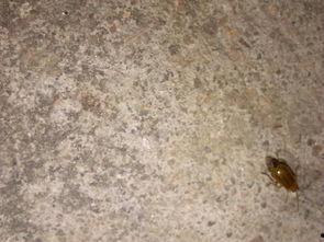 防吃瓜的飞虫,守护宁静生活