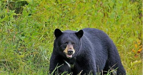 野外黑熊吃瓜视频大全,萌态十足！