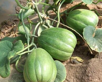 怎么老是吃瓜,揭秘我们为何总是热衷于吃瓜