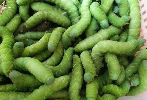 胡良伟豆瓣吃瓜,揭秘娱乐圈背后的真实故事