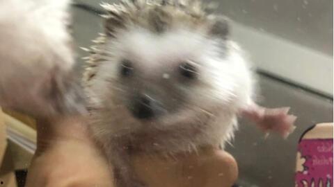 沙漠吃瓜刺猬,吃瓜刺猬的奇幻之旅