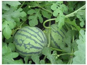 吃瓜社更换码,一场码界变革的序幕