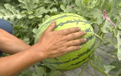 吴江银行吃瓜,揭秘银行内部风波背后的真相