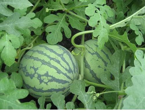 雁田吃瓜,揭秘网络热点的背后故事