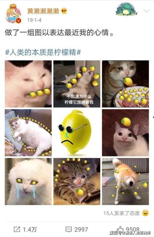 天天吃瓜的阿瓜叫什么来着,揭秘“天天吃瓜的阿瓜”背后的故事