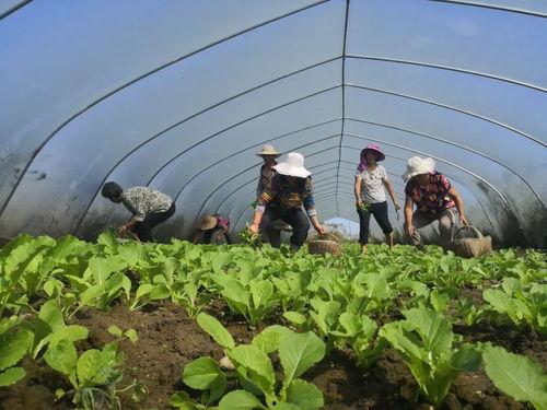 信阳罗山吃瓜事件视频,一场引发热议的街头冲突瞬间