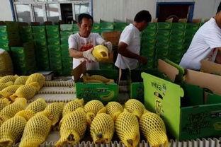 巴毛吃瓜,揭秘瓜农的甜蜜生活