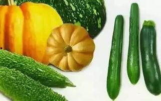 秋瓜苦吃生活,生活滋味——探寻秋日里的生活哲学