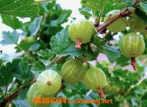 野生木叶瓜怎么吃,野生木叶瓜的多样食法探索