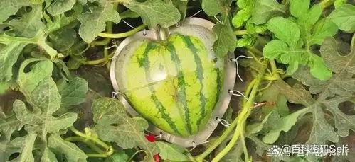 a某吃瓜,揭秘a某吃瓜背后的真相与启示