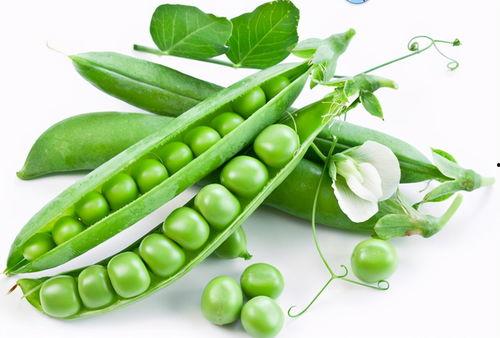 孕妇可以吃芸豆和角瓜,芸豆与角瓜的滋补之道