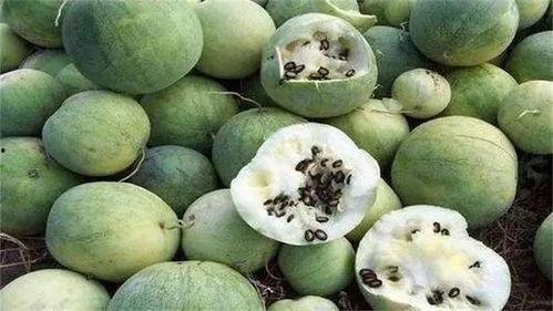 沙漠石缝瓜怎么吃,沙漠石缝瓜的独特食法揭秘