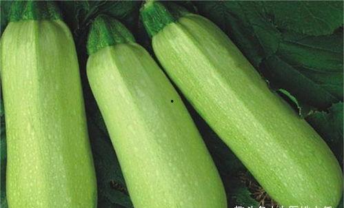 什么吃角瓜,吃出健康与美味