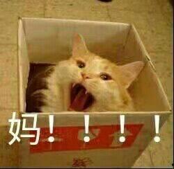 妈妈带你吃新瓜,新瓜美食之旅