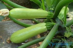 大粗绿瓜叫啥瓜怎么吃,大粗绿瓜的别称与美味食法揭秘