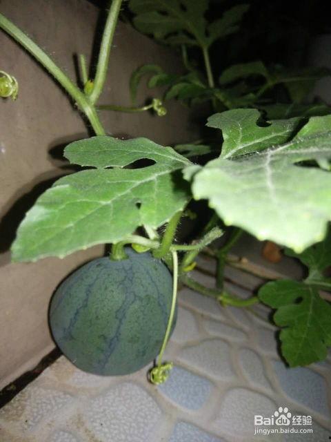 吃籽的瓜叫什么瓜