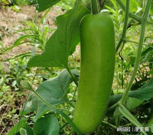 蒲瓜瓠子瓜怎么吃最好,蒲瓜瓠子瓜的多样美味食用指南